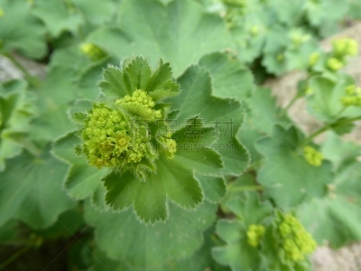 Frauenmantel in Blüte im Mai