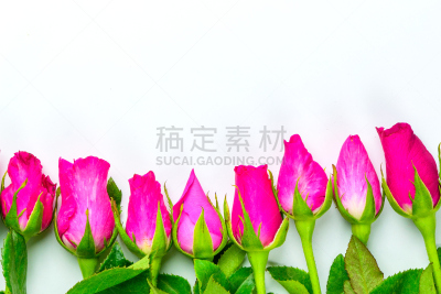 情人节,玫瑰,白色背景,婚礼,粉色,在上面,可爱的,视角,概念,布置