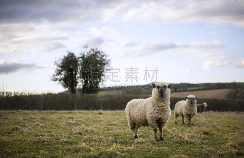 科茨沃尔德绵羊,蓝舌病,英国健壮绵羊,线虫,羊群,蹄,多塞特郡,停泊的,旷野,摩尔人风格