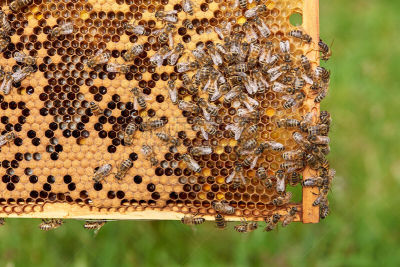 蜂箱,嗡嗡响的,昆虫群,大黄蜂,蜂蜡,Beekeeper,六边形,蜜蜂,蜂窝,养蜂