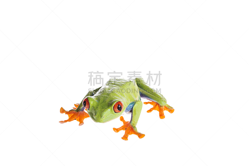白色背景,红眼树蛙,分离着色,留白,动物手指,水平画幅,无人,蜥蜴,动物身体部位,热带雨林
