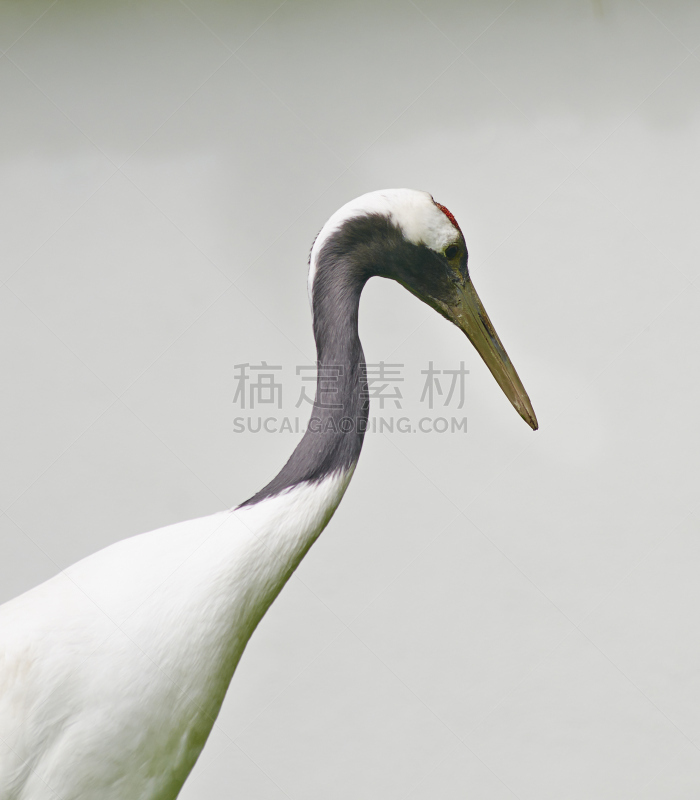 丹顶鹤,特写,注视镜头,鹤,缬草属植物,加冕式,鸟类,大块头,观鸟,自然