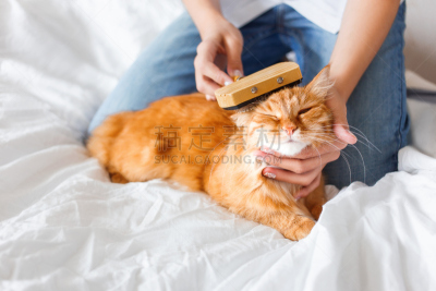梳子,女人,小睡,姜黄色的猫,毛皮,滑板公园,美,青少年,就寝时间,水平画幅
