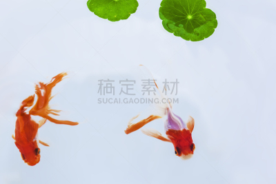 金鱼,水,美,水平画幅,高视角,无人,水下,捞金鱼,动物鳍,友谊