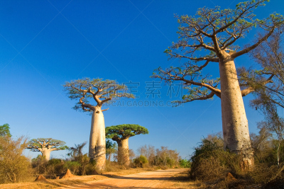 马达加斯加,猴面包树,天空,水平画幅,过大的,巨大的,异国情调,户外,彩色图片
