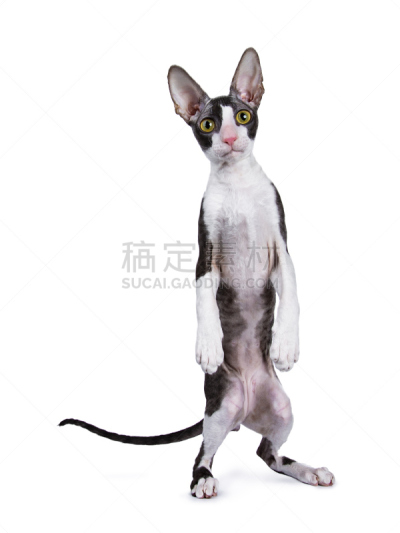 海岛猫鼬,力克斯兔,猫,小猫,白色背景,人,友谊,爪子,康沃尔,站