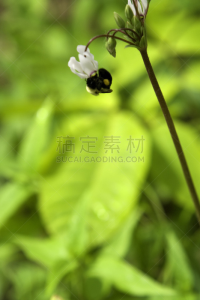 食品,工作因于生活,大黄蜂,垂直画幅,选择对焦,提举,上下颠倒,忙碌,特写,仅一朵花