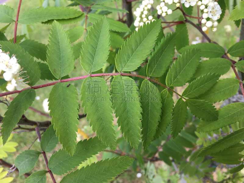 艾克塞特,山梨树,幼小动物,五月,2018,居住区,自然,天空,水平画幅