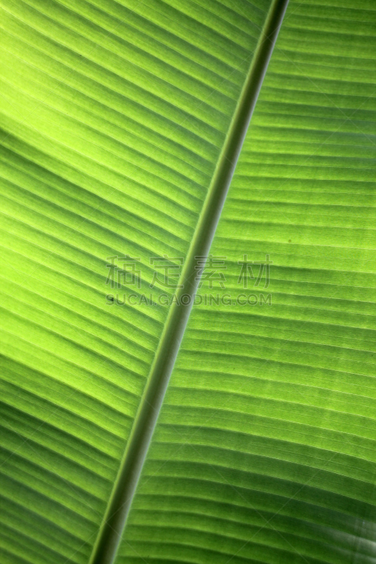 叶子,重新造林,垂直画幅,无人,叶脉,特写,活力,环境净化,想法,植物