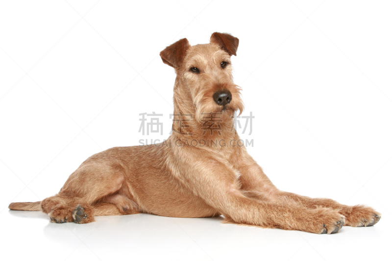 爱尔兰梗,白色背景,褐色,纯种犬,水平画幅,可爱的,嬉戏的,梗犬,幼小动物,影棚拍摄
