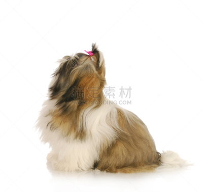 狗,机敏,哈叭狗,褐色,纯种犬,水平画幅,小的,可爱的,嬉戏的,头发特征