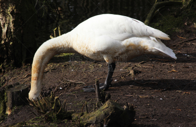 trumpeter swan,水,美,水平画幅,无人,鸟类,户外,湖,水禽,白色