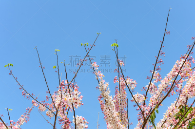 肉桂,蓝色,天空,束状带,自然,水平画幅,夏天,窦,特写