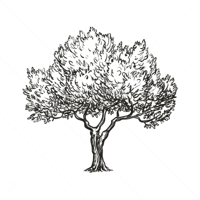 油橄榄树,绘画插图,矢量,古老的,墨水,蚀刻版画,农作物,植物,复古风格