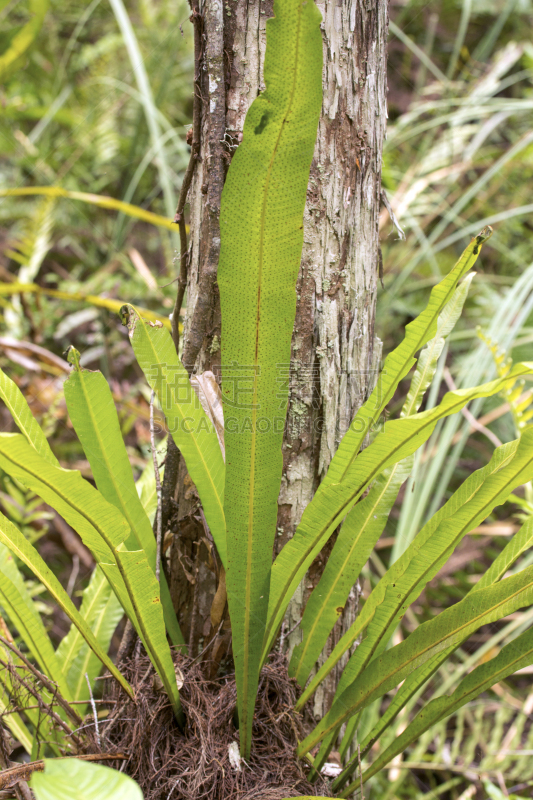 佛罗里达,蕨类,孢子囊,孢子体,螺旋沼泽避难所,维管植物,光合作用,热带气候,环境保护,枝繁叶茂