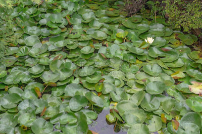 睡莲,水生植物,可爱的,湿,国内著名景点,一个物体,仅一朵花,水面,枝繁叶茂,仓敷