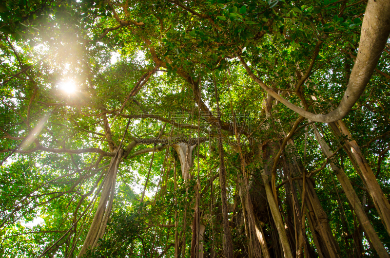 菩提树,太阳,旅途,厚的,热带气候,moreton bay fig,哭树木,树干,植物,马尔代夫