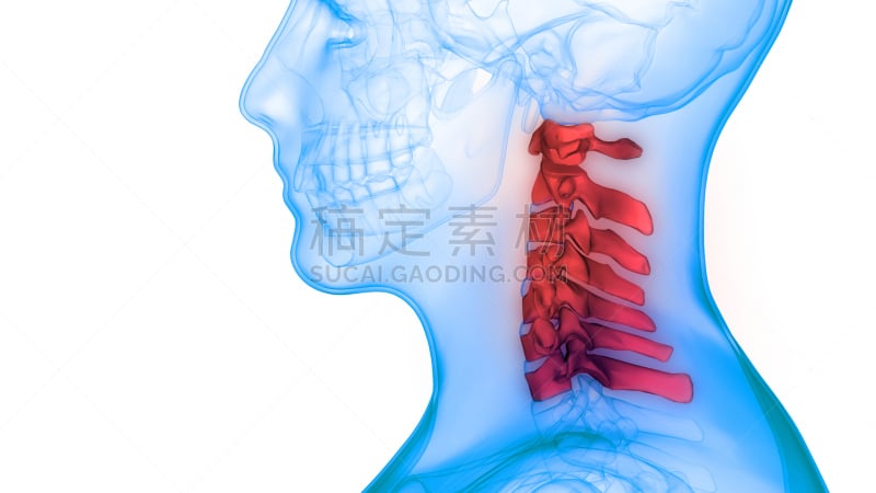 脊柱,人,椎骨,柱子,宫颈巴氏涂片,脑部,股骨,腓骨,尺骨