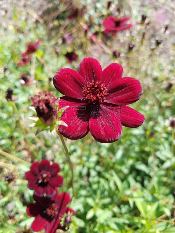 垂直画幅,无人,花序,健康保健,花头,野生植物,赭色大波斯菊,德国,草本,花