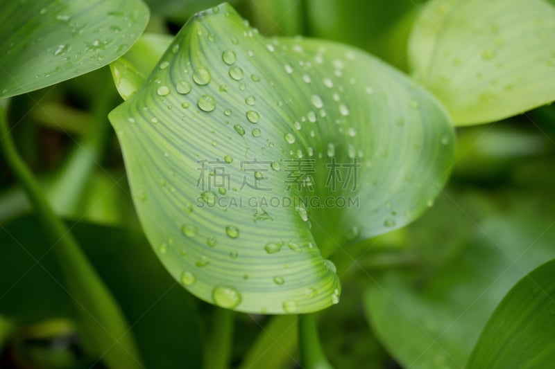 凤眼莲,水滴,水,传统,蔬菜,球体,淡水,荷花,杂色的,池塘