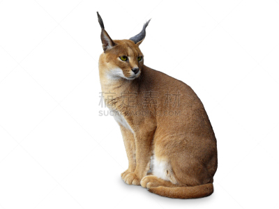 非洲,狞獾,分离着色,野生猫科动物,白色,自然,水平画幅,猫科动物,爪子,动物身体部位
