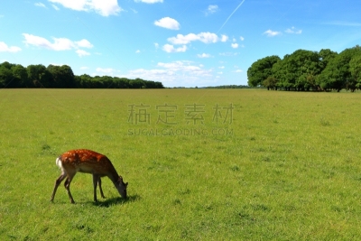 可爱的,幼小动物,鹿,美,公园,褐色,水平画幅,美人,野外动物,户外