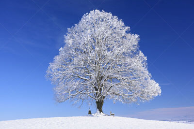 欧锻树,霜,雪,冰,一个物体,植物,户外,草地,白色,自然