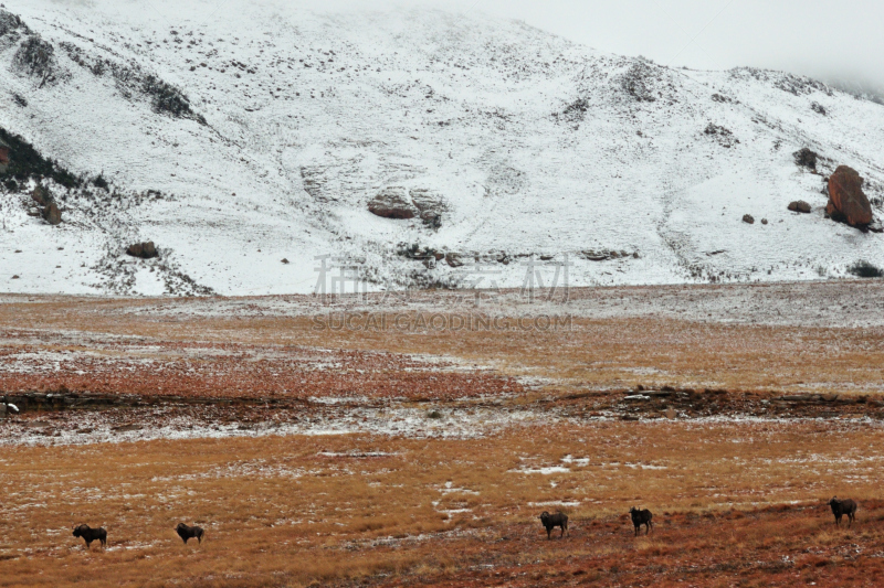 黑斑牛羚,雪,金门国家娱乐城,金门高地国家公园,奥兰治自由邦,非洲大羚,水平画幅,无人,食草动物,户外