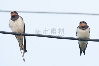 家燕,自然,人老心不老,野生动物,水平画幅,无人,鸟类,鸣鸟,14岁到15岁,户外