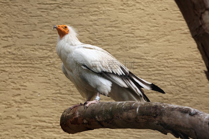 Egyptian Vulture,自然,野生动物,食肉鸟,水平画幅,无人,鸟类,秃鹰,非洲,埃及