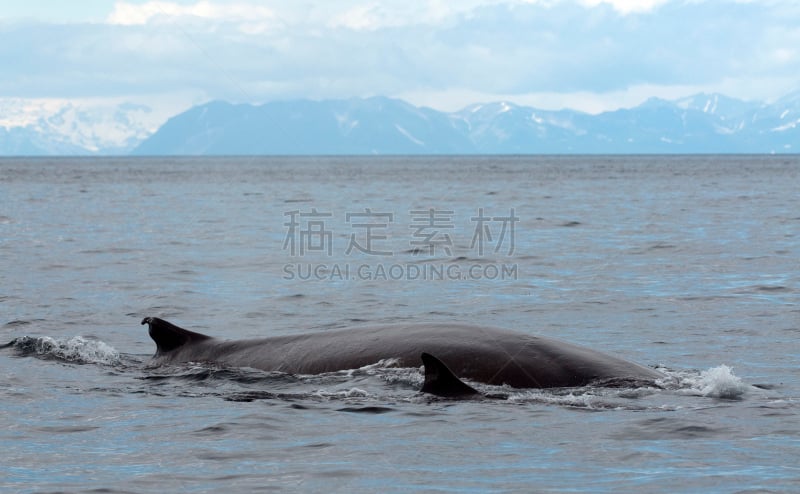 长须鲸,游出水面,动物鳍,哺乳纲,数字2,水平画幅,鲸,动物,巨大的,阿拉斯加