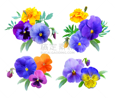 万寿菊,三色紫罗兰,花束,分离着色,背景分离,美术工艺,橙色,春天,装饰物,园林