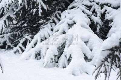 雪,松树,寒冷,清新,霜,公园,美国西部,杉树,植物,背景