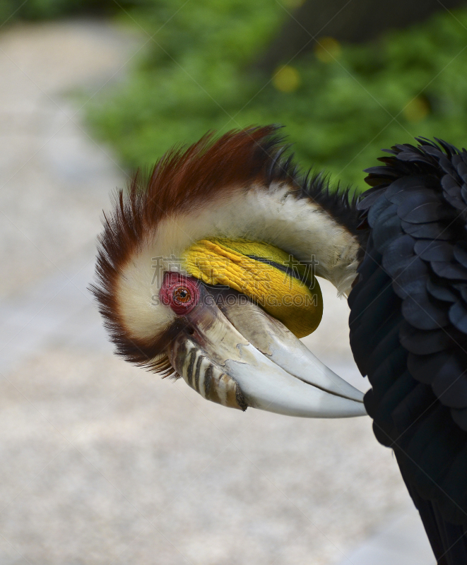 巴厘岛,wreathed hornbill,印度尼西亚,垂直画幅,热带鸟,东南亚,无人,犀鸟,摄影