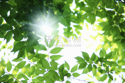 绿色,清新,自然,水平画幅,地形,无人,材料,明亮,植物,光