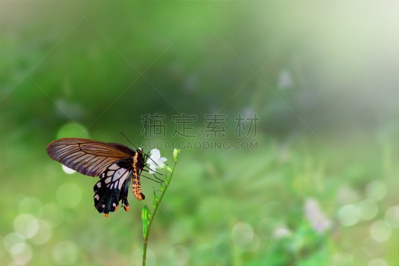 蝴蝶,天空,留白,早晨,动物身体部位,夏天,自由,明亮,园艺展览,热带气候