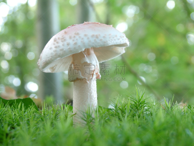 蘑菇,鹅膏菌,自然,水平画幅,秋天,无人,有毒生物体,毒蝇菇,特写,毒蘑菇