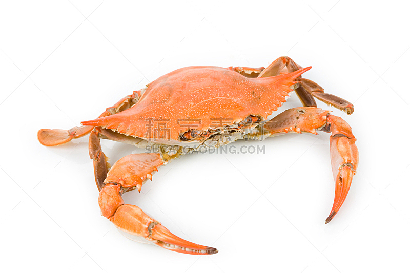 螃蟹,水平画幅,橙色,无人,白色背景,海产,背景分离,特写,影棚拍摄,蓝蟹