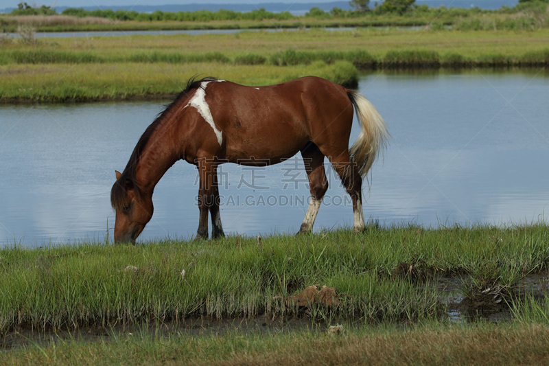 野外动物,小马,chincoteague pony,流浪动物,野生动物,水平画幅,无人,马,摄影