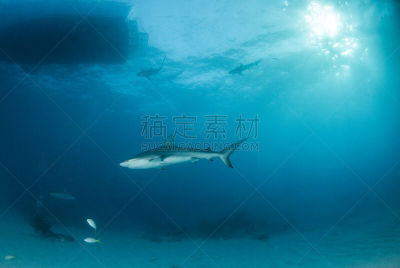 巴哈马国,礁鲨,水,水平画幅,水肺潜水,无人,水下,鲨鱼,夏天,户外