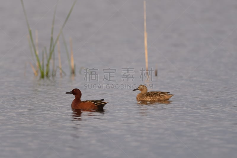 桂红鸭,水,褐色,水平画幅,鸟类,两只动物,动物习性,野外动物,户外,芦苇