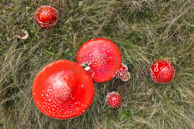 蘑菇,红色,花园矮人雕像,水平画幅,无人,苔藓,户外,生物学,草,特写
