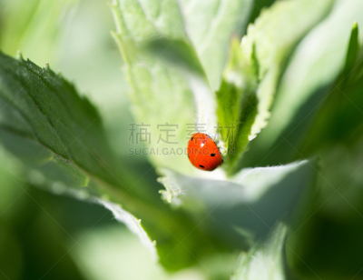 草,大特写,瓢虫,自然,哈萨克斯坦,白昼,纯净,图像,印度野生动物园,天蛾
