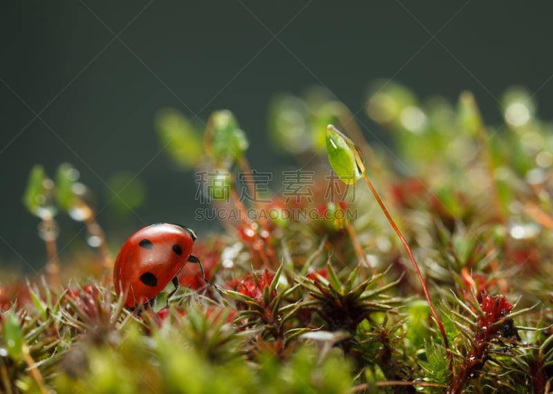 苔藓,水滴,水平画幅,无人,户外,草,植物,瓢虫,甲虫,昆虫