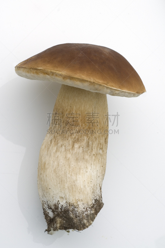 食用菌,美味牛肝菌,牛肝菌,垂直画幅,无人,真菌,植物学,森林,德国,食品