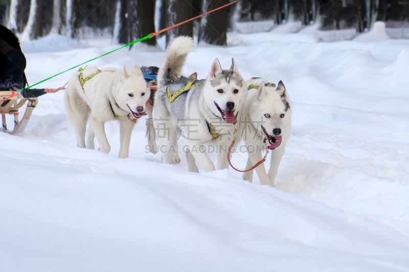 动物雪车,纯种犬,运动,狗,哺乳纲,马轿,动物,犬科的,户外,雪橇