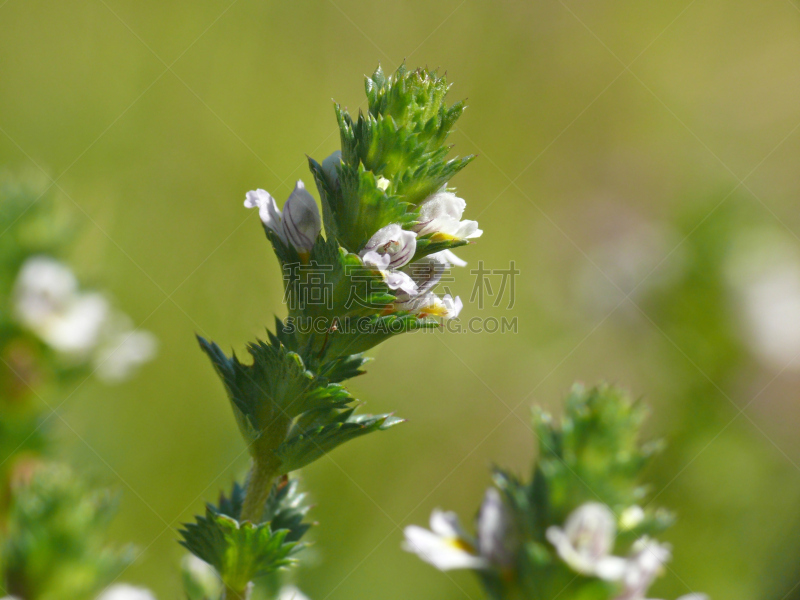 eyebright,自然,indian pipe,野生动物,水平画幅,小的,健康保健,芦笋,仅一朵花,草药