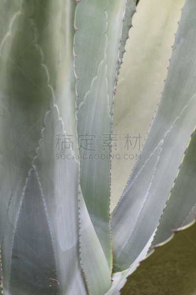 园林,芦荟,植物,垂直画幅,康沃尔,无人,英国,植物学,法耳默斯,falmouth