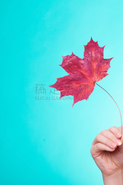 毛细血管,符号,干的,叶子,手,红色,皮肤,接力赛,垂直画幅,美