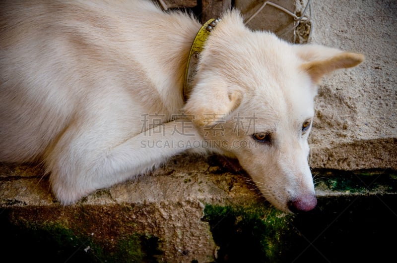 麻风病,被抛弃的,街道,狗,动物皮,问题,动物,狂犬病,生病